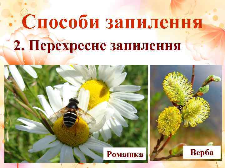 Способи запилення 2. Перехресне запилення   Ромашка  Верба 
