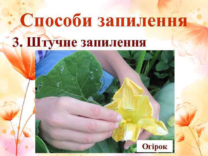 Способи запилення 3. Штучне запилення    Огірок 