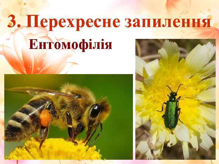 3. Перехресне запилення  Ентомофілія 