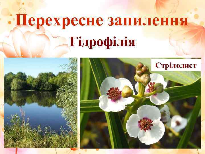 Перехресне запилення  Гідрофілія    Стрілолист 