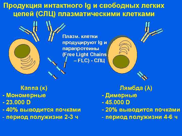 Продукция интактного Ig и свободных легких цепей (СЛЦ) плазматическими клетками Плазм. клетки продуцируют Ig