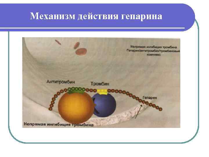 Механизм действия гепарина 