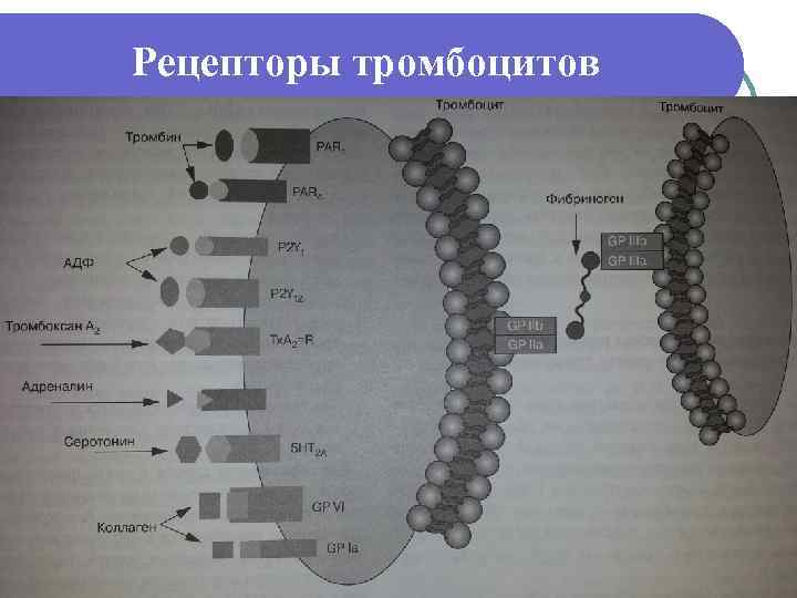 Рецепторы тромбоцитов 