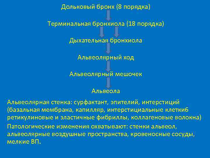     Дольковый бронх (8 порядка)   Терминальная бронхиола (18 порядка)