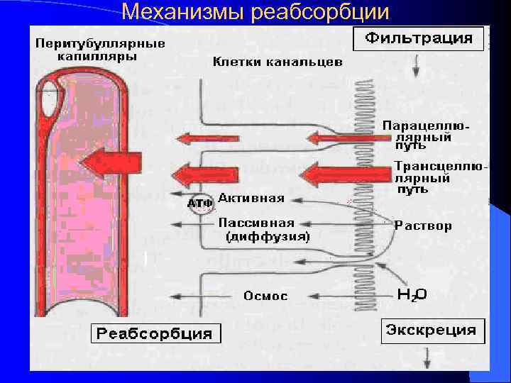 Механизмы реабсорбции 