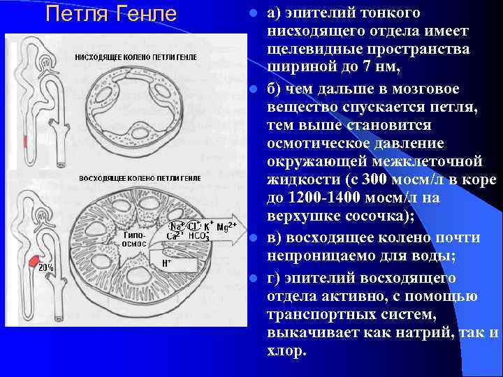 Петля Генле  l а) эпителий тонкого   нисходящего отдела имеет  