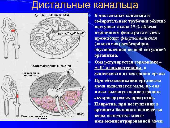 Дистальные канальца  l В дистальные канальца и   собирательные трубочки обычно 