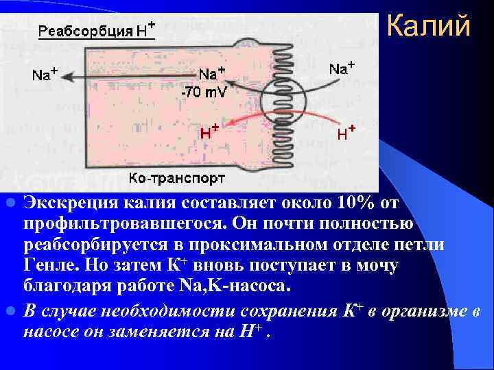        Калий l Экскреция калия составляет около 10%