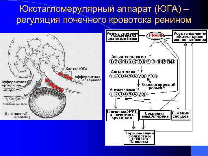  Юкстагломерулярный аппарат (ЮГА) – регуляция почечного кровотока ренином 