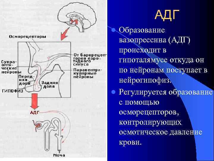   АДГ l Образование  вазопрессина (АДГ)  происходит в  гипоталямусе откуда