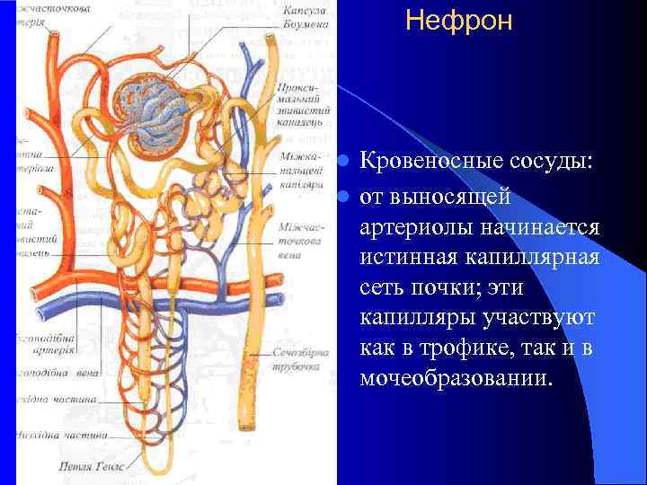  Нефрон  l Кровеносные сосуды: l от выносящей  артериолы начинается  истинная