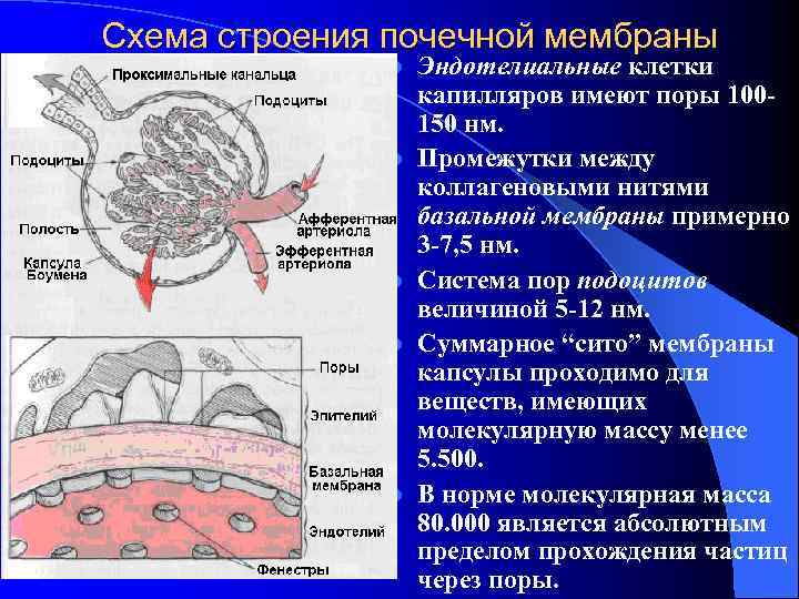 Схема строения почечной мембраны    l  Эндотелиальные клетки   
