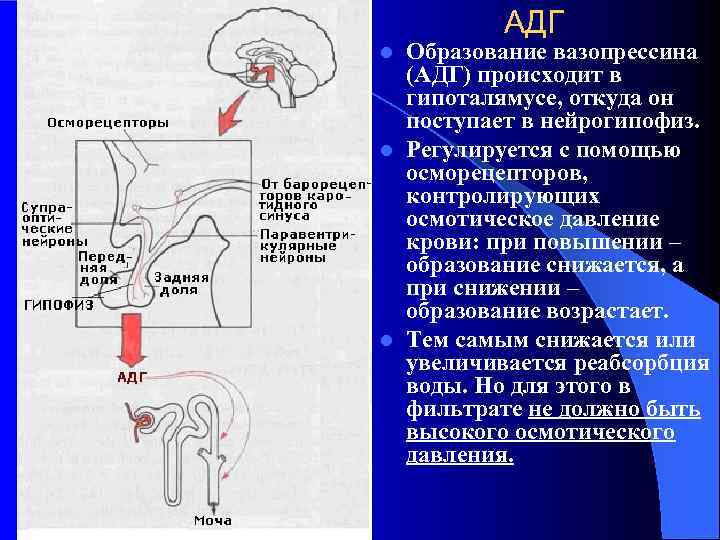    АДГ l Образование вазопрессина  (АДГ) происходит в  гипоталямусе, откуда