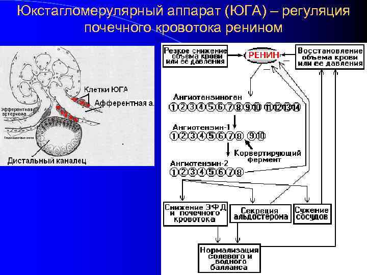 Юкстагломерулярный аппарат (ЮГА) – регуляция   почечного кровотока ренином 