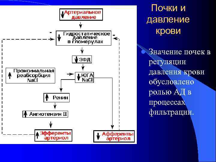  Почки и давление  крови l  Значение почек в регуляции давления крови