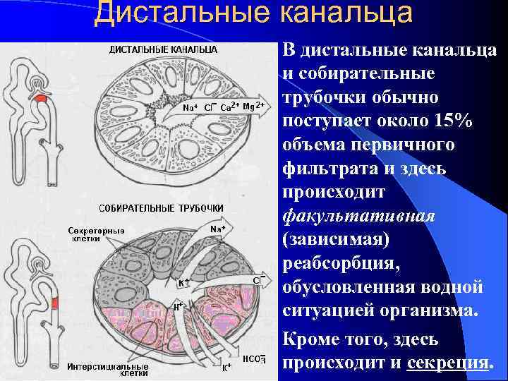 Дистальные канальца  l В дистальные канальца   и собирательные   трубочки