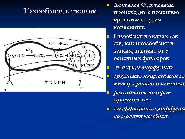      n  Доставка О 2 к тканям Газообмен в