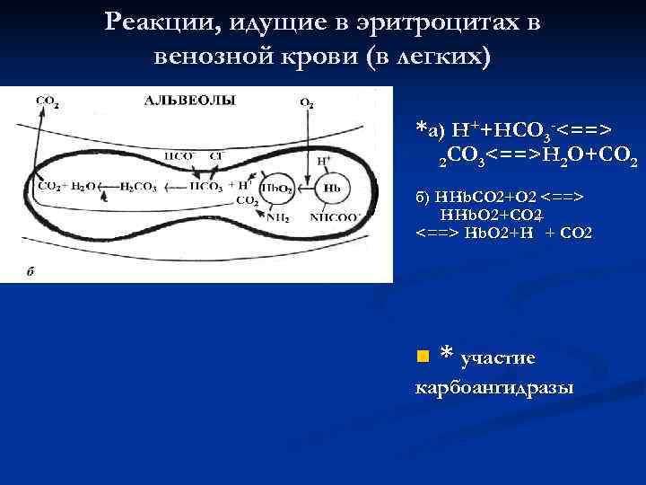 Реакции, идущие в эритроцитах в  венозной крови (в легких)    *а)