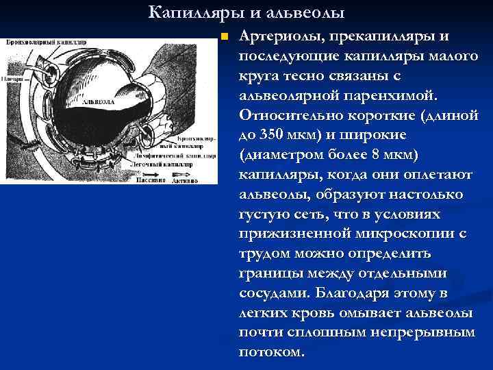 Капилляры и альвеолы  n  Артериолы, прекапилляры и  последующие капилляры малого 