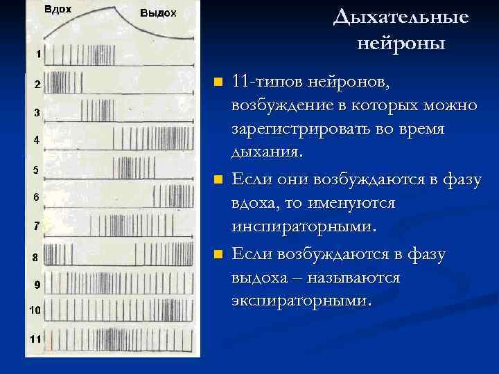     Дыхательные   нейроны n  11 -типов нейронов, возбуждение