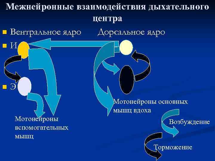  Межнейронные взаимодействия дыхательного    центра n Вентральное ядро Дорсальное ядро n