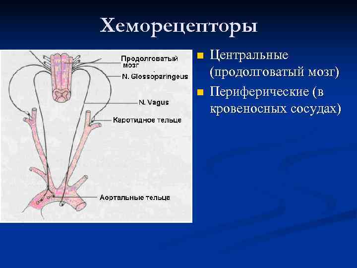 Хеморецепторы  n  Центральные  (продолговатый мозг)  n  Периферические (в 