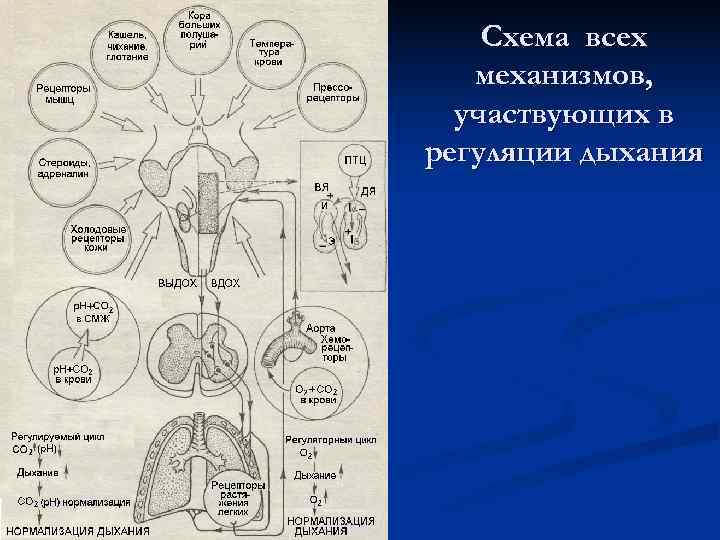  Схема всех  механизмов,  участвующих в регуляции дыхания 