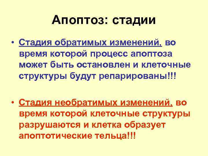   Апоптоз: стадии • Стадия обратимых изменений, во  время которой процесс апоптоза