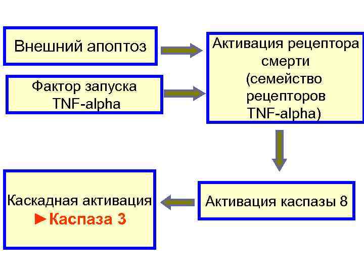 Внешний апоптоз  Активация рецептора     смерти    