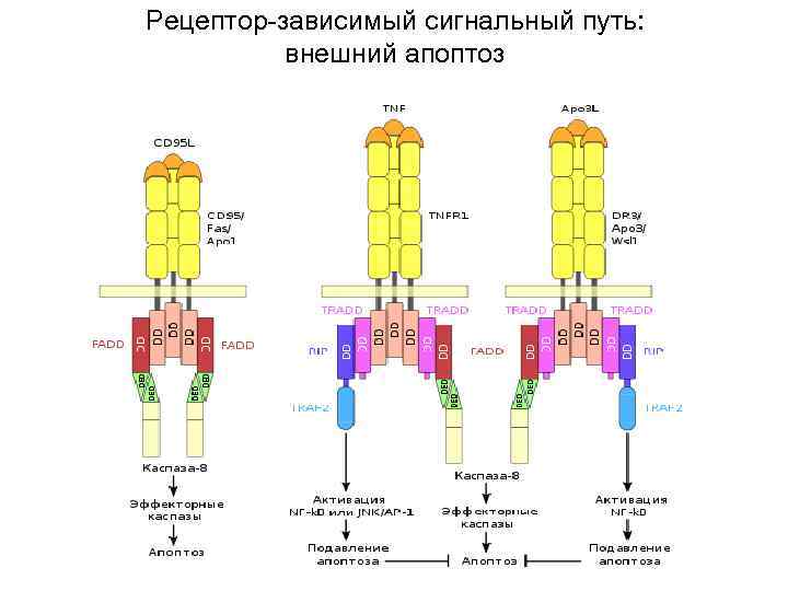 Рецептор-зависимый сигнальный путь:   внешний апоптоз 