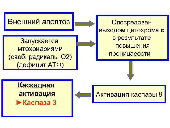 Внешний апоптоз  Опосредован    выходом цитохрома c Запускается  в результате