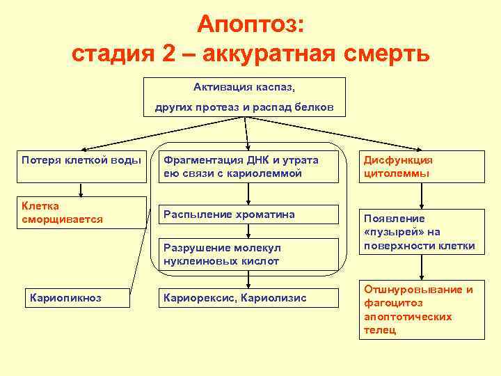    Апоптоз:   стадия 2 – аккуратная смерть   
