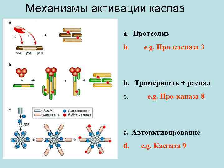 Mеханизмы активации каспаз    a. Протеолиз   b.  e. g.