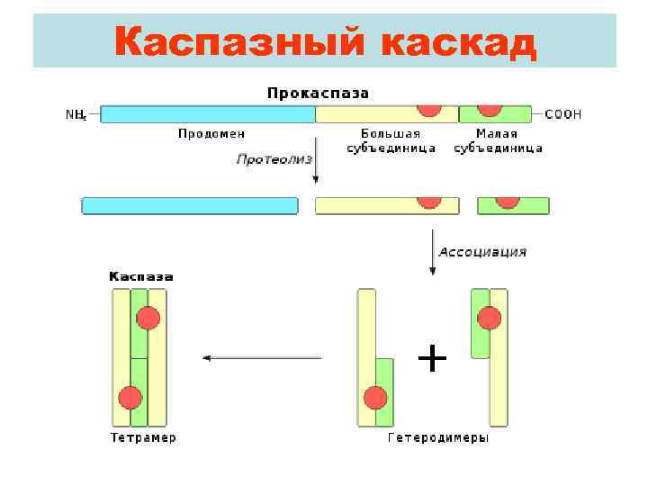 Каспазный каскад 