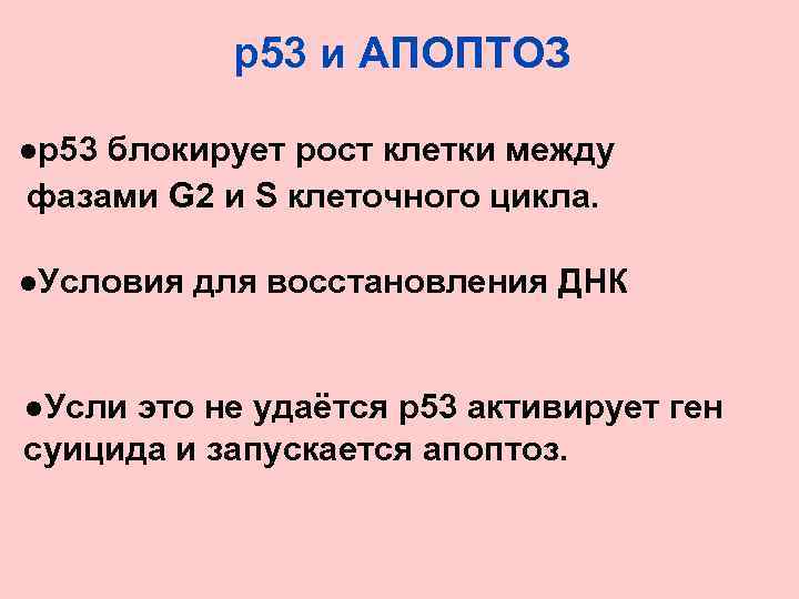   р53 и АПОПТОЗ ●p 53 блокирует рост клетки между фазами G 2
