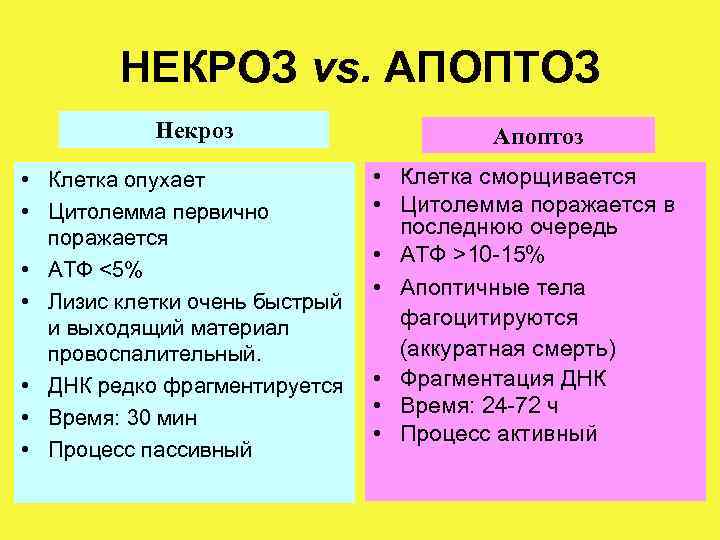   НЕКРОЗ vs. АПОПТОЗ  Некроз    Апоптоз • Клетка опухает