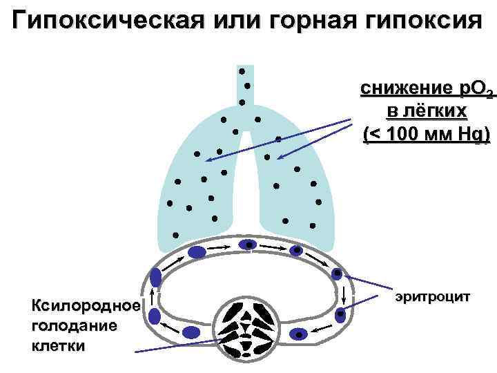 Гипоксическая или горная гипоксия     снижение p. O 2  