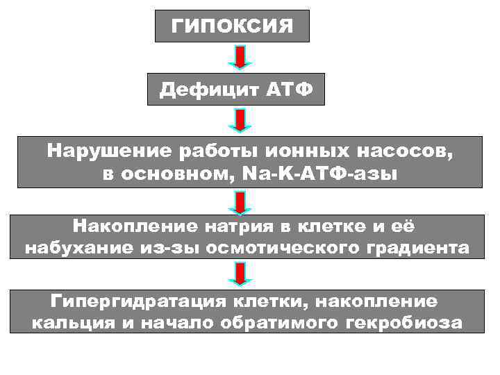   ГИПОКСИЯ   Дефицит АТФ  Нарушение работы ионных насосов,  в