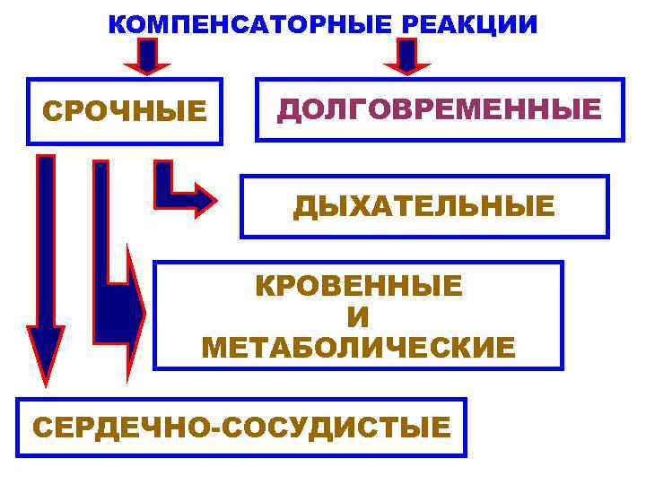   КОМПЕНСАТОРНЫЕ РЕАКЦИИ  СРОЧНЫЕ  ДОЛГОВРЕМЕННЫЕ    ДЫХАТЕЛЬНЫЕ  КРОВЕННЫЕ