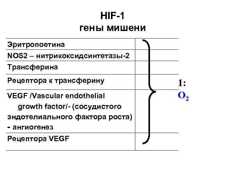     HIF-1    гены мишени Эритропоетина NOS 2 –
