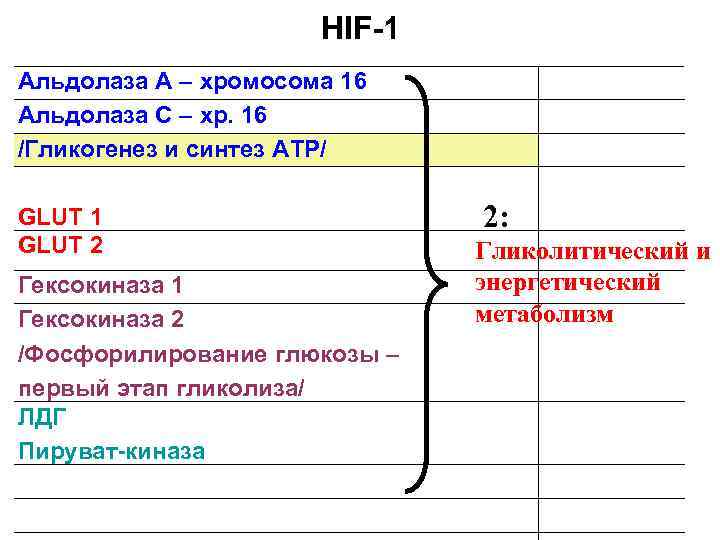      HIF-1 Aльдолаза A – хромосома 16   