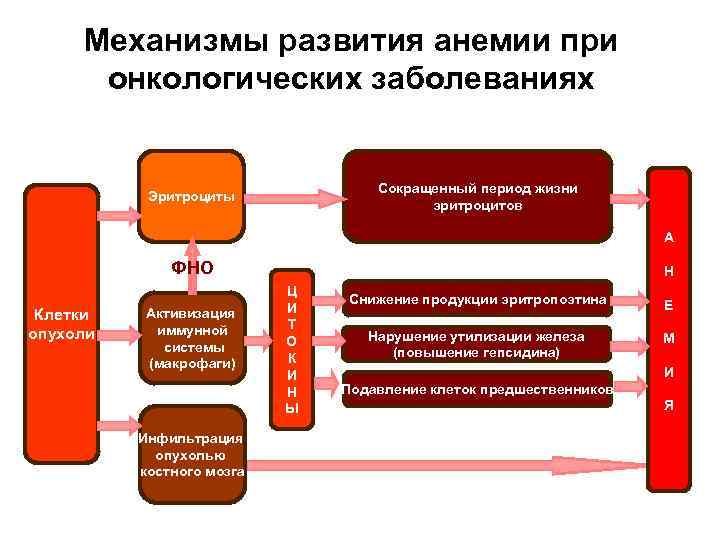  Механизмы развития анемии при  онкологических заболеваниях      
