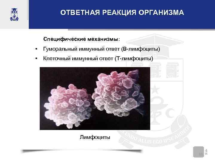    ОТВЕТНАЯ РЕАКЦИЯ ОРГАНИЗМА  Специфические механизмы:  •  Гуморальный иммунный