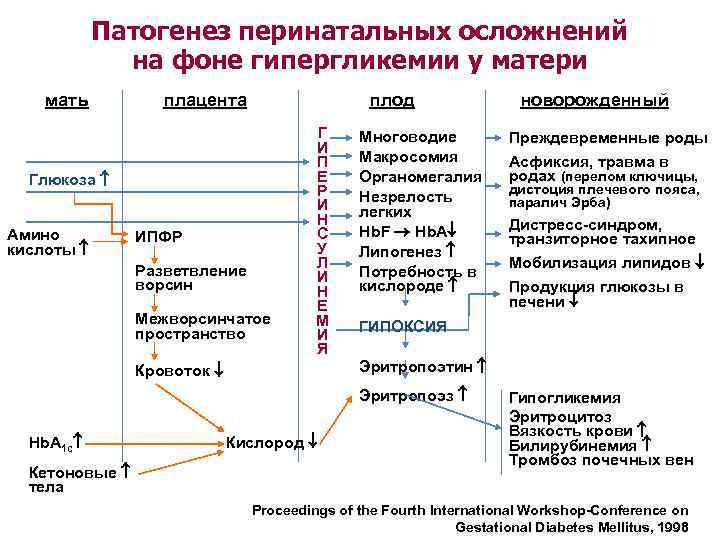   Патогенез перинатальных осложнений    на фоне гипергликемии у матери мать