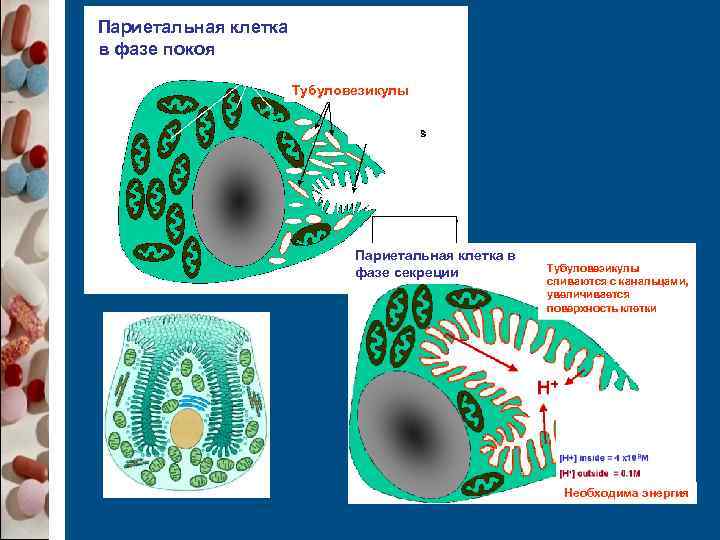 Париетальная клетка в фазе покоя   Митохондрии    Тубуловезикулы  