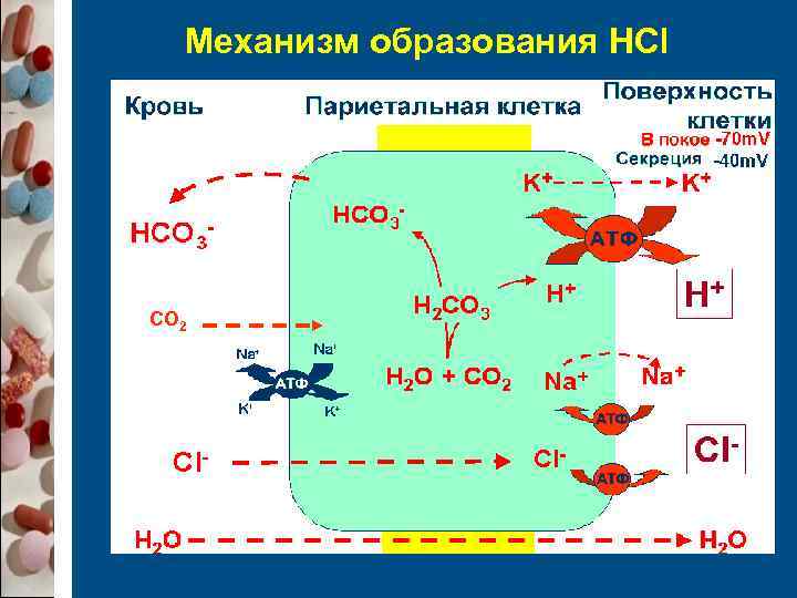  Механизм образования HCl СО 2 