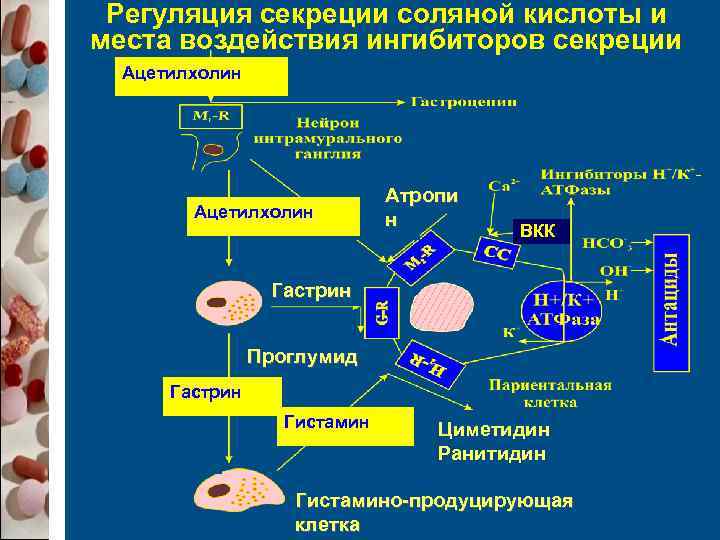  Регуляция секреции соляной кислоты и места воздействия ингибиторов секреции  Ацетилхолин  