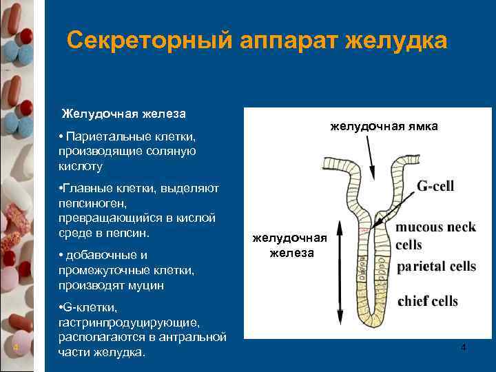  Секреторный аппарат желудка Желудочная железа    желудочная ямка • Париетальные клетки,