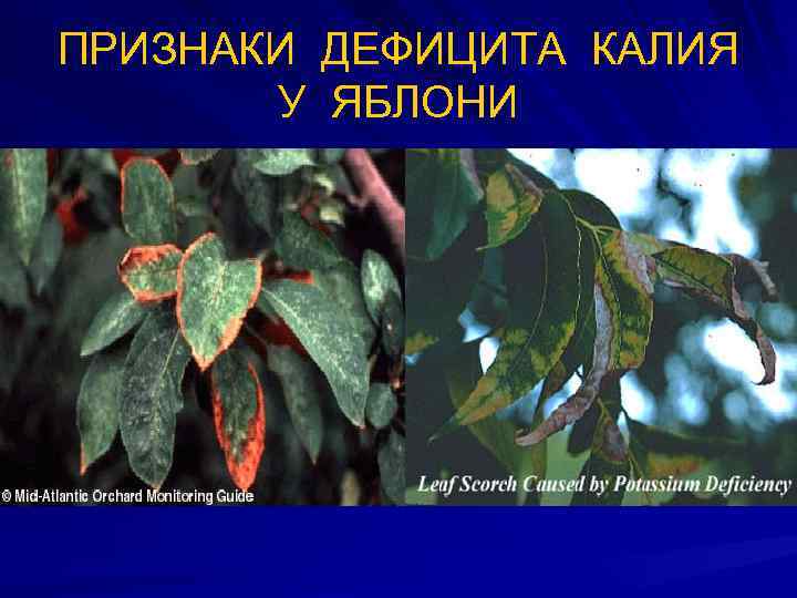 ПРИЗНАКИ ДЕФИЦИТА КАЛИЯ  У ЯБЛОНИ 