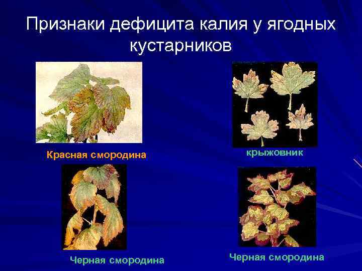 Признаки дефицита калия у ягодных  кустарников  Красная смородина  крыжовник  